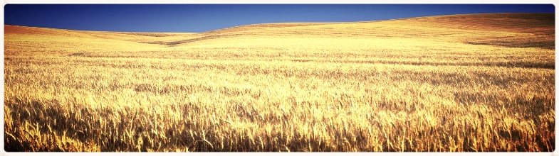 wheat blue sky